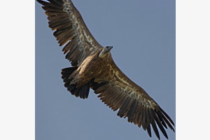 Master of Flight Master of Flight