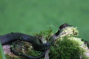 Züngelnde Schönheit (Natrix helvetica) ¦ Petite Camargue Alsacienne (Frankreich)