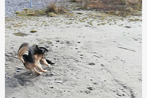 Swing-Dog