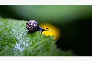 Die Schnecke