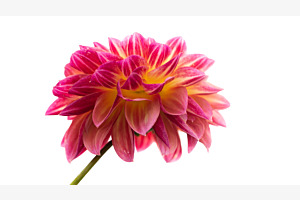 The Color of Flowerdream 