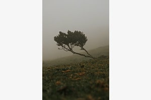 Lonley Tree