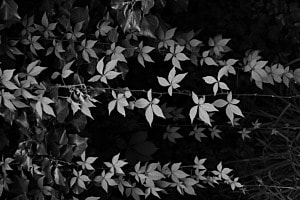 Leaves