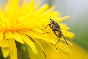 Fliege nascht vom Blütenstaub