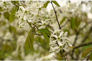 Frühlingsblüten