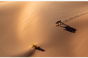 Oryx Antilpoe in Namibia