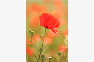 Klatschmohn