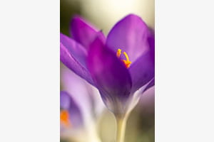 Krokusse 