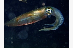 Squid by night