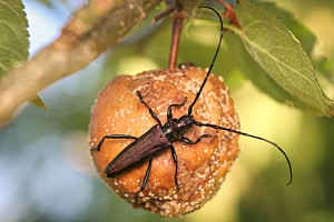 Moschusbock an faulem Apfel