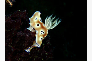 Nudibranch auf einer Koralle