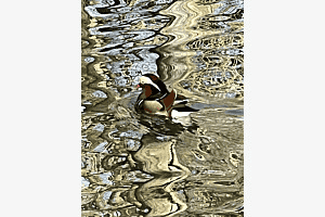 Schönheit spiegelt sich im Wasser Schönheit spiegelt sich im Wasser