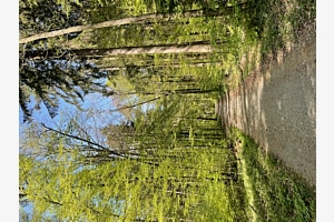 Waldspaziergang