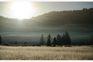 Fog Hills