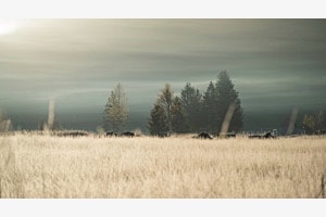 Fog Mood