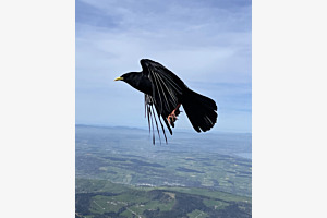 Frei wie ein Vogel