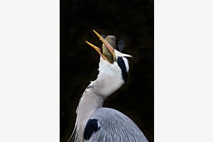 tierisch gut