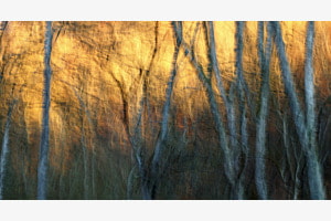 Morgenstimmung im Wald