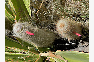 Dornenvögel
