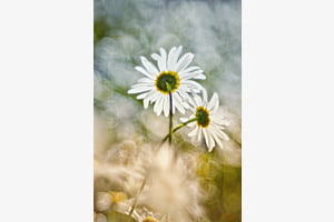 Sommer 