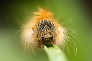 Auf Augenhöhe mit haariger Raupe
