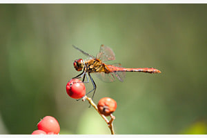 Rote Libelle