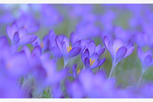Frühling 