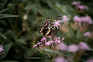 Butterfly details Butterfly details