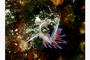 Nudibranch in Kroatien