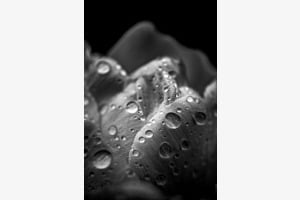 Blumen Krater Blumen Krater