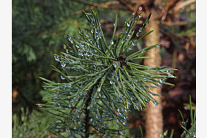 Kiefertropfen