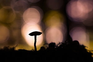 Kleiner Pilz im Gegenlicht