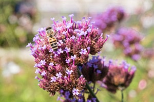 bee responsible bee responsible