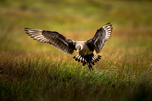 gemeine arctic skua