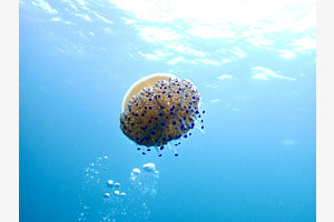 unter wasser perspektive