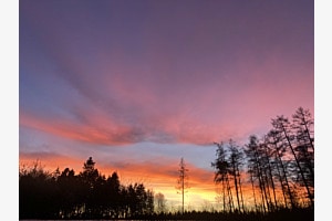 Die farbenfrohe Tanne