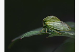 Small Beauty
