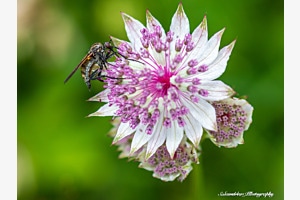 Macro Wonderworld Macro Wonderworld