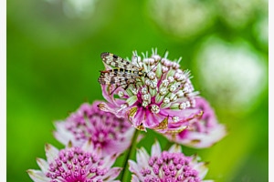 Wonderful Nature Wonderful Nature