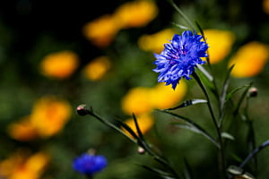 Sommergarten