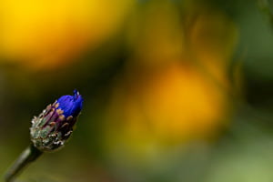 Kornblume