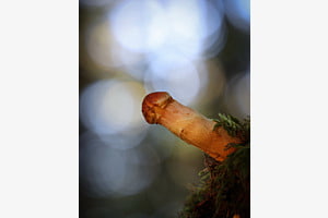 "Schräger Pilz" "Schräger Pilz"
