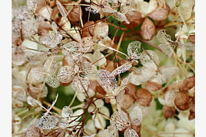 Filigranes Blätterchaos, Herbstfarben 2024