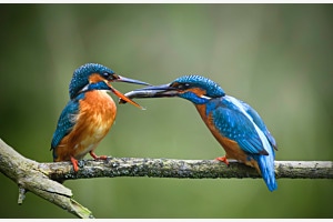 Eisvogel