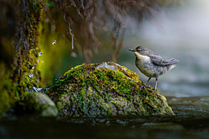 Wasseramsel