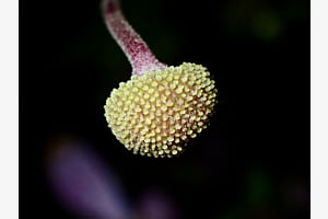 Pollenkrone