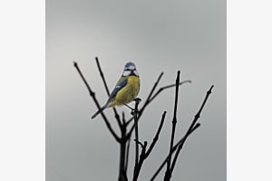 Une mésange dans le mauvais temps Une mésange dans le mauvais temps