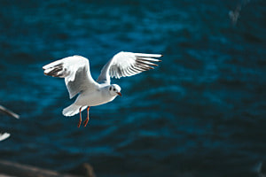 Fly Fly