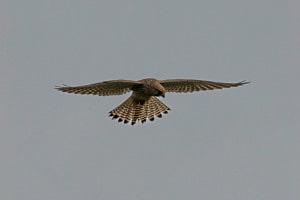 Hunting falcon Hunting falcon