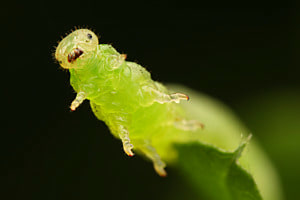 Geschickte Raupe